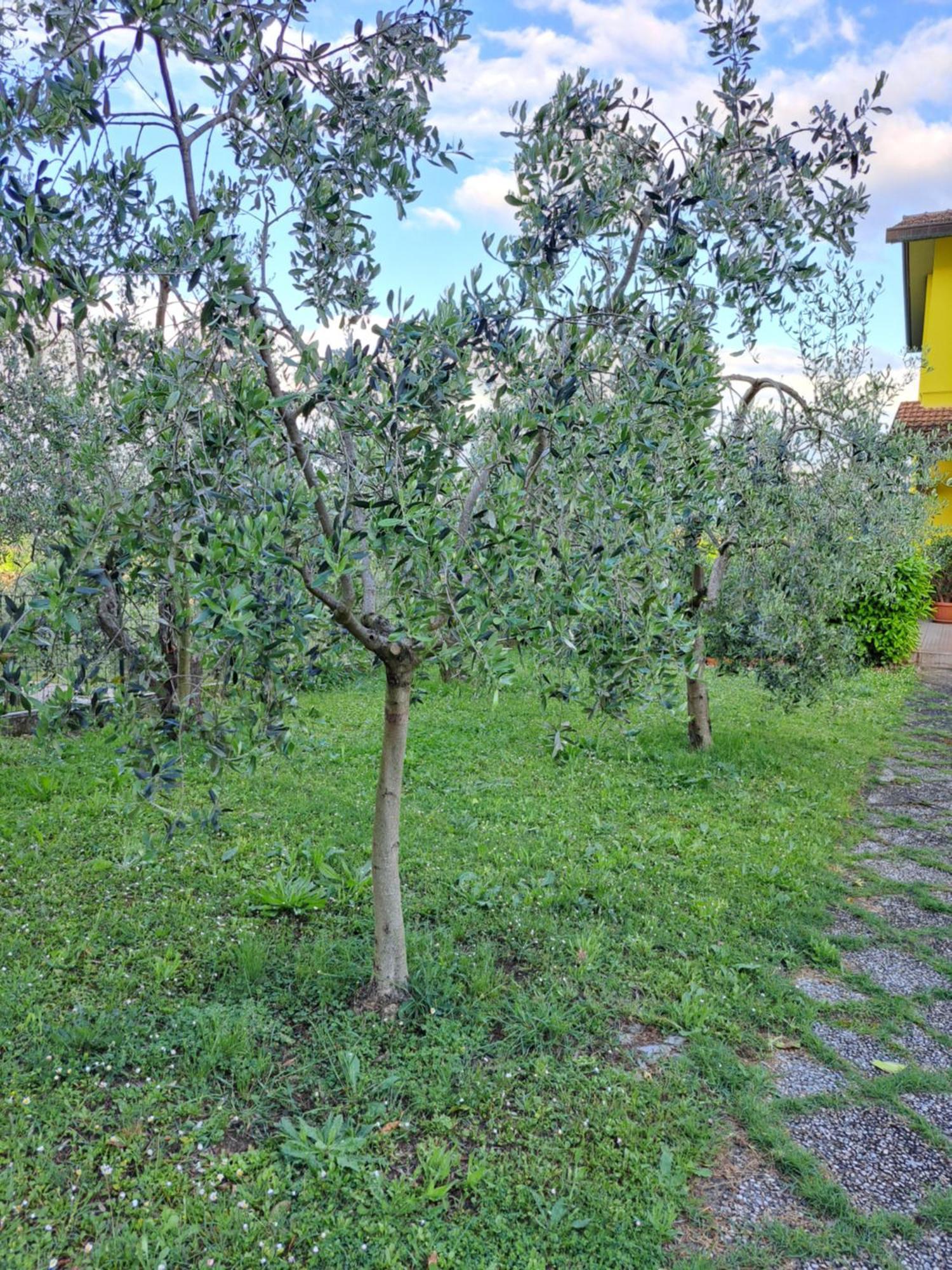 הוילה Montepulciano Stazione Casa Gli Ulivi מראה חיצוני תמונה